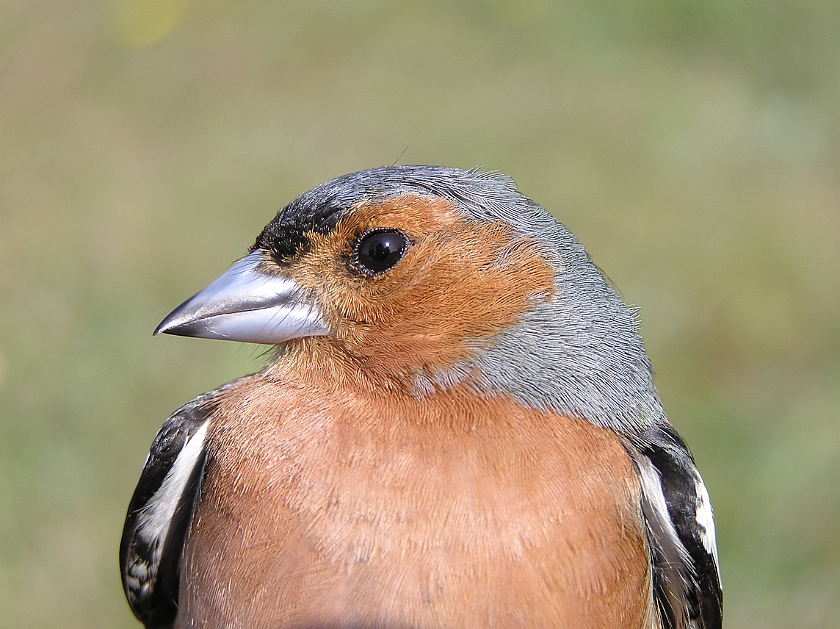 Common Chaffinch, Sundre 20080503